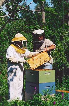 Connecticut Beekeepers Association